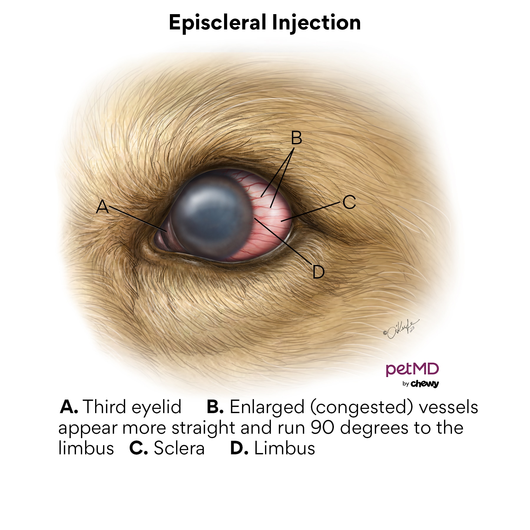 Red Eyes in Dogs PetMD